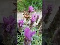 Lavender and brown butterfly! What butterfly is this? #lavendergarden #lavender #butterfly