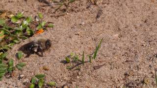 Vroege Vogels - Zandbij graaft holletje in het zand