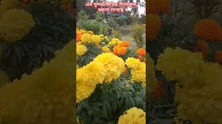 এত সুন্দর শীতের গাঁদা ফুল ভালো লাগছে🌻🍄🌼#সুন্দর #ফুল #flowers #reels