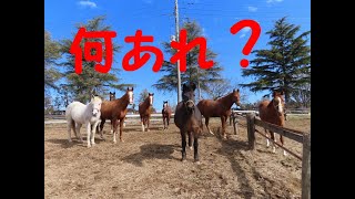 猫見て驚く馬達