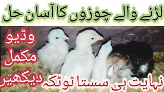 چوزوں کو لڑنے سے کیسے روکیں How to stop chickens from fighting