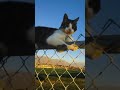 Frantic cat running away🤣🤣 #cat #funny #funnyvideo #pets #catlover