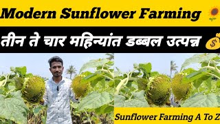 Modern Technique of Sunflower Farming 🤔 | तीन ते चार महिन्यांत डब्बल उत्पन्न | Farming Town