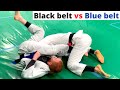 Jiu-Jitsu Black belt vs Blue Belt