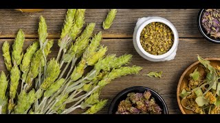 Herba Sideritis: Insights from a Herbal Monograph with Particular Reference to Adaptogenic Potential