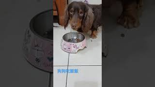 狗狗吃飯飯