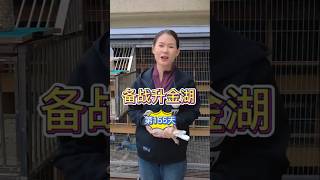 臨沂信鴿協會24年秋賽，第四關530公里升金湖站，蓄勢待發 #鸽子 #賽鴿