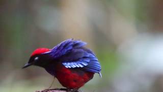 Garnet Pitta