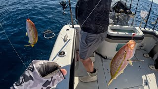 Epic Mangrove, Yellowtail and Vermillion Snapper Fishing in the Gulf of America!! Catch, Clean Cook