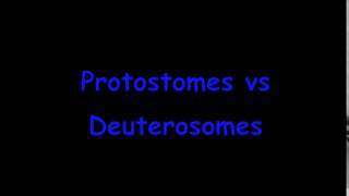 Protostomes vs Deuterostomes