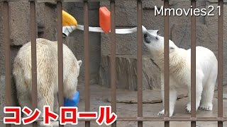 Polar Bear fling the toys おもちゃをララに投げ飛ばすリラ