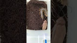 Centipedes swoop to hunt! (ScolopendraMutilansfromTaiwan)少棘蜈蚣飛撲獵殺 #centipede #hunting #scolopendra