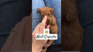 Cupcake the Cockapoo #dog #cockapoopuppy #puppies #puppy #cockerpoo #cute #cockapoo #puppies