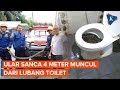 Wanita Ini Terkejut, Ada Ular Sanca 4 Meter Tiba-tiba Muncul di Lubang Toilet