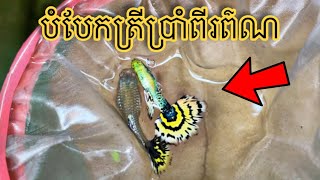 បំបែកត្រីប្រាំពីរពណ៌ Yellow Tiger Guppy #ត្រីប្រាំពីរពណ៌ #ปลาหางนกยูง #guppy  #guppyfish