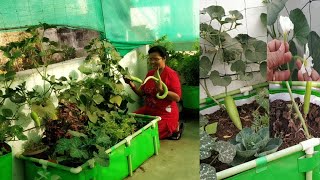 लौकी को छत,बालकनी मे गमले मे उगाने की पूरी जानकारी All about growing bottle gourds in planters