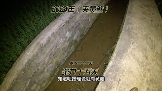 分享2024年稻田夹黄鳝辣条第九十五天