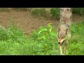 Wolf Pack Descends On Hunting Group Near Ely