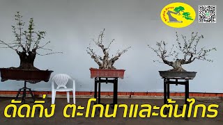 เข้าลวด ดัดกิ่ง ตะโกนา และ ต้นไกร EP-2 Bonsai Tree