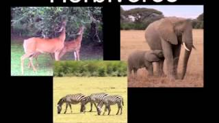 Ecosystems part 2