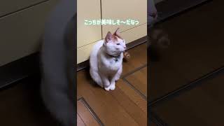 食いしん坊な猫 #cat #ねこの日常 #ねこのいる暮らし #保護猫