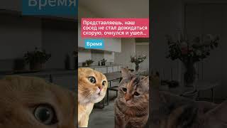 Время лечит ))) ржу ))) #shorts  #юмор  #cat #говорящиекоты  #memesshort