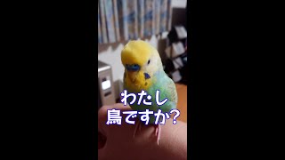 #インコ　#Shorts　【わたし鳥ですか？】おしゃべりインコのくーちゃん