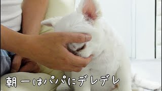 朝一だけはパパ恋しくてデレデレに甘えるツンデレ犬。起床だけに超希少ｗ