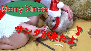 うさぎにｸﾘｽﾏｽのﾌﾟﾚｾﾞﾝﾄあげたら大興奮ｗ cute Rabbit ♯47