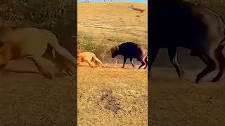 Buffalo vs. lion. Animal world shows all kinds of life. Animal fighting power competition. Hunti