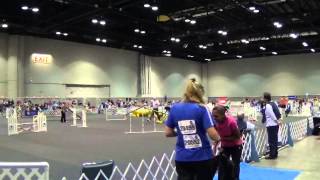 Shasta Osojnicki 2014 AKC Agility Invitational - Round 1