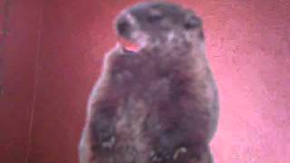 GEICO Woodchuck Ad Parody - Rhetorical Question Series: \