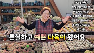 다육이 신상 판매!! 최저가 다육 있어요~ 튼실하고 예쁜 아이들을 소개할 수 있어 다마마 님이 너무 뿌듯해 하십니다 ^^[2022.12.11]