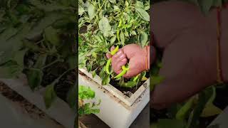 టెర్రస్ గార్డెన్ లో పచ్చిమిర్చి #youtubeshorts #shortvideo #gardening #shorts #trending