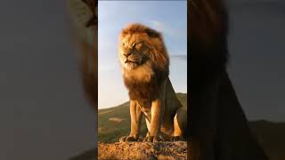 Lion Roar in Jungle Lion sound effects #shorts #lion #simba