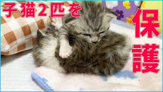 【保護猫】公園で鳴き叫ぶ生後1週間の子猫姉妹を保護しました。