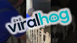 Flock of Sheep Talk Back || ViralHog