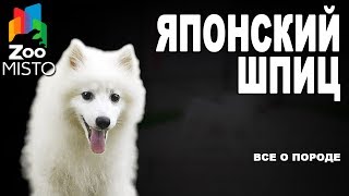 Японский шпиц - Все о породе собаки | Собака породы - Японский шпиц