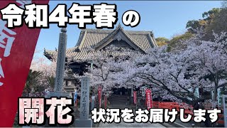 【2022開花情報】桜の名所・紀三井寺　新設されたケーブルカーの運行情報も