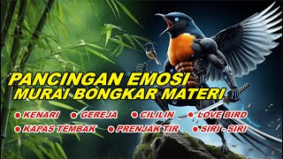 KRETEKAN MURAI BATU GACOR buat Pancingan murai batu agar emosi BONGKAR ISIAN Cililin gacor