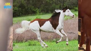 Busting Common Myths about Horse Coat Colors: White Markings Part 1