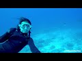 【fidive】selfie with spotted eagle rays by freediving at 15m ice cream saipan