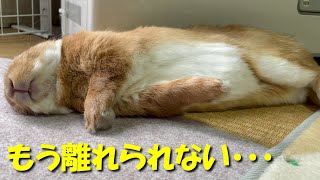 猫並みに寒がりなウサギはストーブの側でこうなりますww　(No.493)