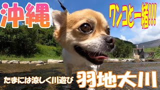 I went for a cool swim in the river. [Haneji Okawa] [Okinawa trip] [Dog] [Pets allowed] [Walk]