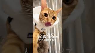 人累了可以靠在咪的胸膛猫咪橘猫小猫