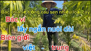 Bác chia sẻ trồng cau sen nhiều loại rau màu