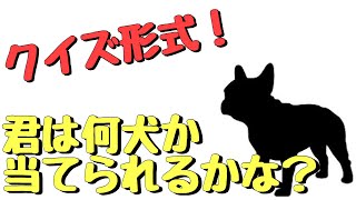 【クイズ！】この犬種なーんだ！🐶パート2［兵庫ペット医療センター トリミング 尼崎 犬動画　］Happy dog glooming