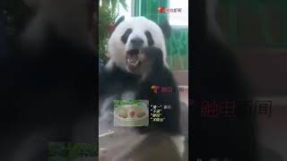 “星一”、“雅一”生日快乐！8月23日，#广州动物园大熊猫吃一盅两件贺寿 ，保育员称它们的预期寿命可以达到30岁左右。 #shorts