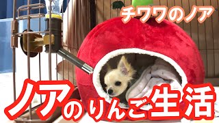 【ノアのりんご生活】チワワのノア #49 ～ Chihuahua living in an apple ～