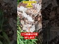 オオスズメバチ駆除 切り抜き フル動画もぜひご覧ください！ スズメバチ駆除 オオスズメバチ hornets